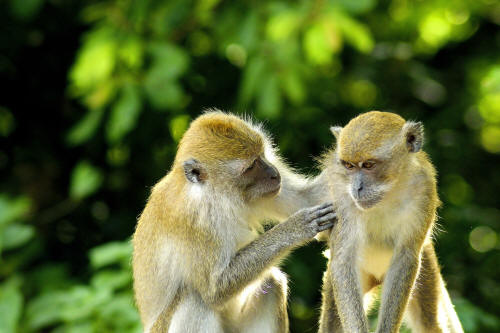 chatting-monkeys